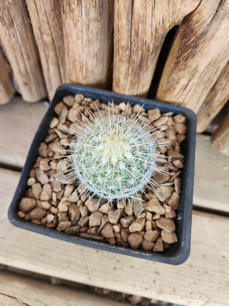 Thelocactus macdowellii Live Cactus Plant image 5