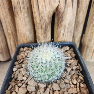 Thelocactus macdowellii Live Cactus Plant image 4
