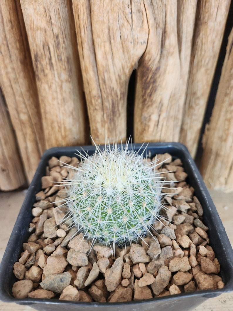Thelocactus macdowellii Live Cactus Plant image 4