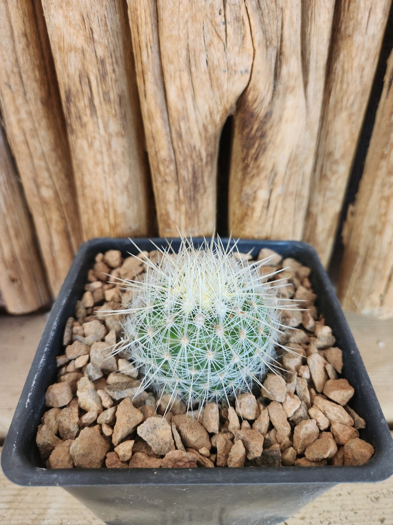 Thelocactus macdowellii Live Cactus Plant image 2