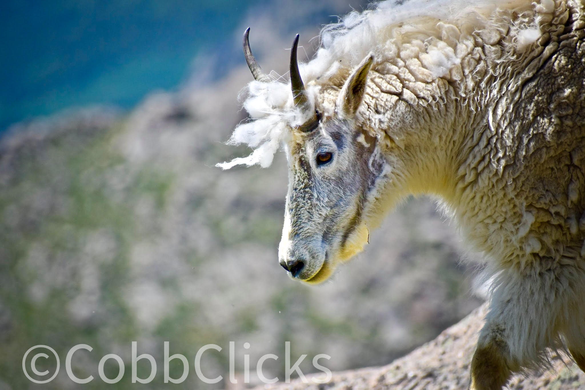 Dozen Mountain Goats at Mt Evans - Pencarian Lemon8