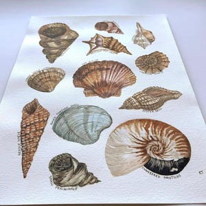 Original Seashell Watercolor – Shell Poster, Labelled, 27.8×38 cm