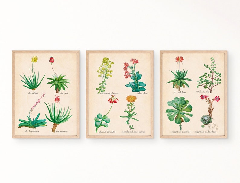 Set of 3, Vintage Succulent Wall Art, Plant Lover Gift, Boho Chic Decor ...