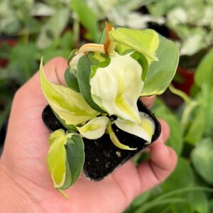 Philodendron Cream Splash - 2" from MyPlants