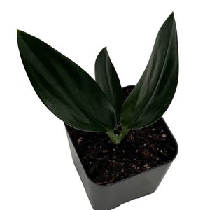 May include: A small potted plant with dark green, elongated leaves. The plant is in a square black plastic pot filled with soil. The leaves have a glossy appearance.