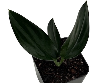 Scindapsus Treubii Dark Form - 1.5" from MyPlants