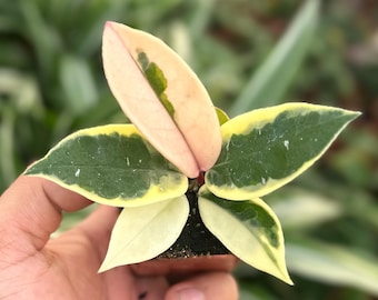 Hoya Krimson Queen (Tricolor) - 2" from MyPlants