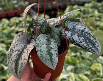 Satin Pothos - Scindapsus Pictus Exotica - 6" from MyPlants