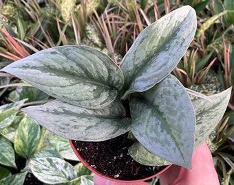 Satin Pothos - Scindapsus Pictus Exotica - 4" from MyPlants