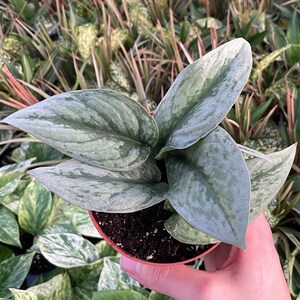 Satin Pothos - Scindapsus Pictus Exotica - 4" from MyPlants