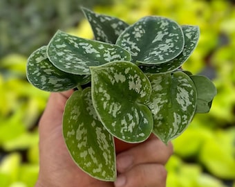 Satin Pothos - Scindapsus Pictus Argyraeus - 4" from MyPlants