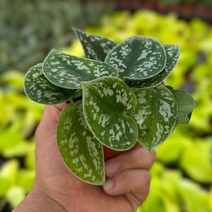 Satin Pothos - Scindapsus Pictus Argyraeus - 4" from MyPlants