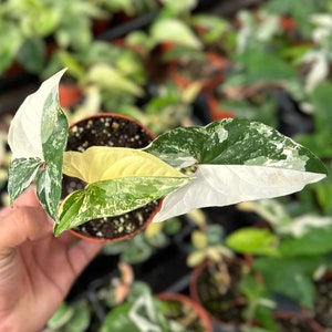 Albo Syngonium Variegated - 4" from MyPlants