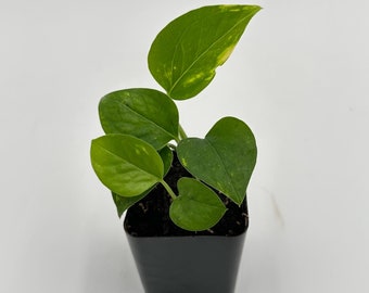 Golden Pothos - Epipremnum Aureum - 2" from MyPlants