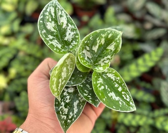 Satin Pothos - Scindapsus Pictus Argyraeus - 2" from MyPlants