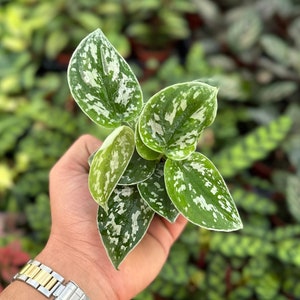 May include: A hand holding a small green and white variegated plant with silver speckles on the leaves.
