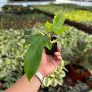 Philodendron Florida Green - 2” from MyPlants