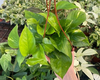 Golden Pothos - Epipremnum Aureum - 6" from MyPlants