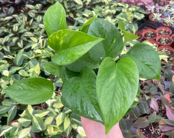 Golden Pothos - Epipremnum Aureum - 4" from MyPlants