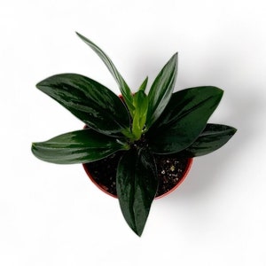 Scindapsus Treubii Dark Form - 4" from MyPlants