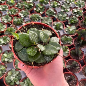 Hoya Mathilde Splash - 4&quot; from MyPlants