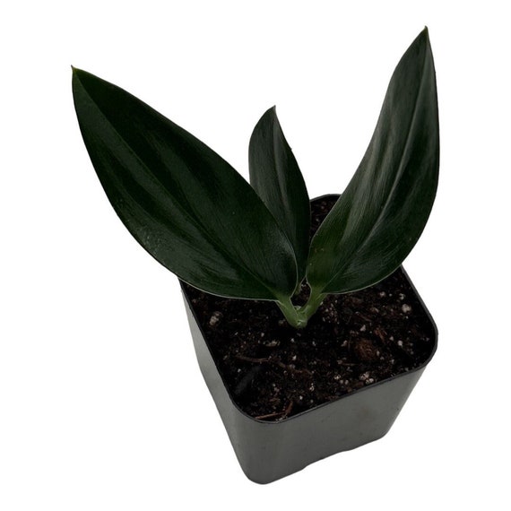 Scindapsus Treubii Dark Form - 1.5" from MyPlants