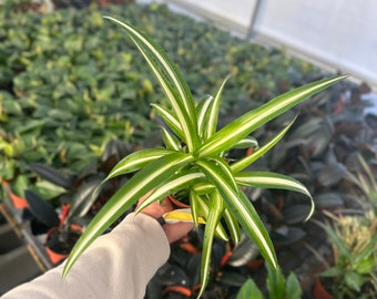 Spider Plant - 4" from MyPlants