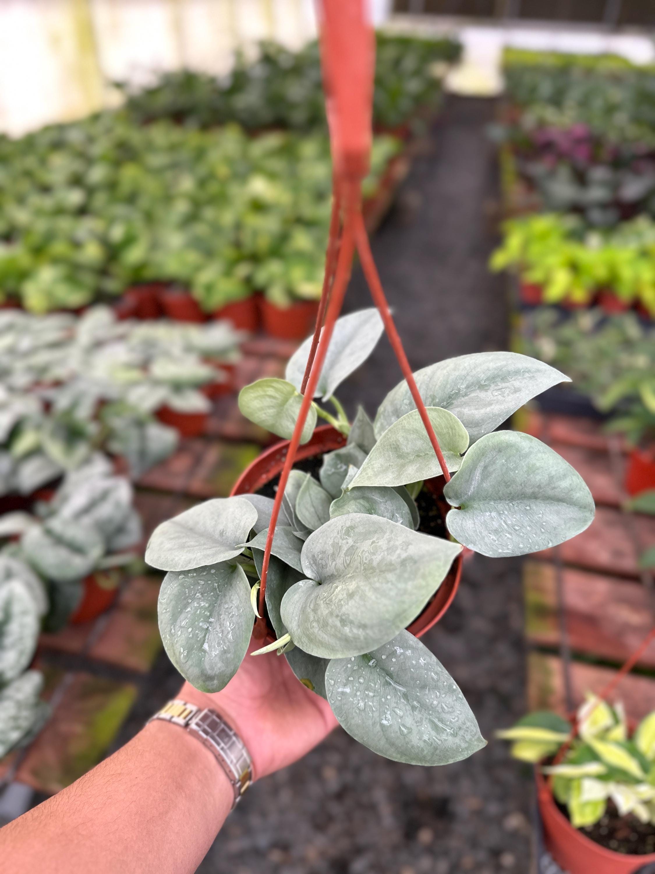 Scindapsus Pictus Platinum Java - 6