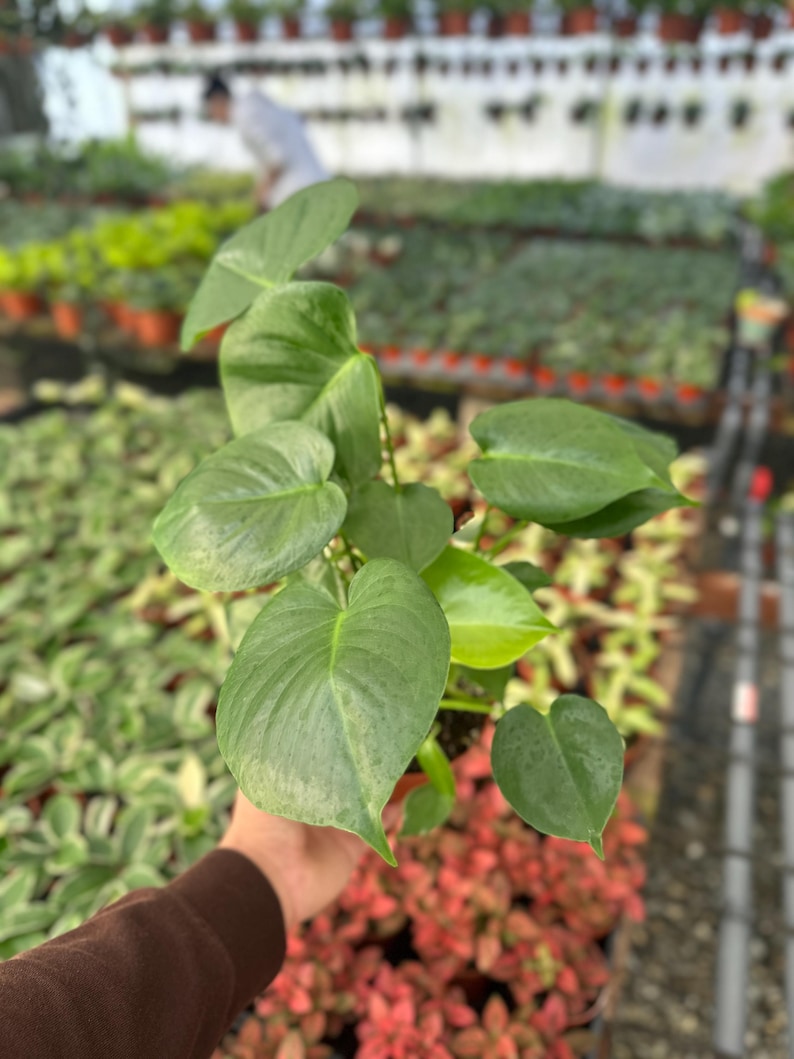 MyPlants LLC Monstera Split Leaf - Thumbnail 3