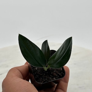 May include: A small, dark green plant with broad, glossy leaves in a square black pot. The plant is held in a hand against a white background. The leaves are a deep, rich green color.