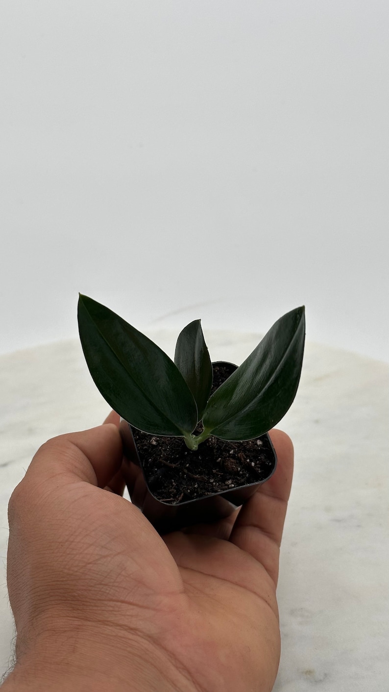 May include: A small, dark green plant with broad, glossy leaves in a square black pot. The plant is held in a hand against a white background. The leaves are a deep, rich green color.