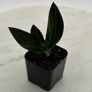 May include: A small, dark green ZZ plant in a square black plastic pot. The plant has several long, glossy leaves. The pot is filled with dark soil. The plant is set against a white background.