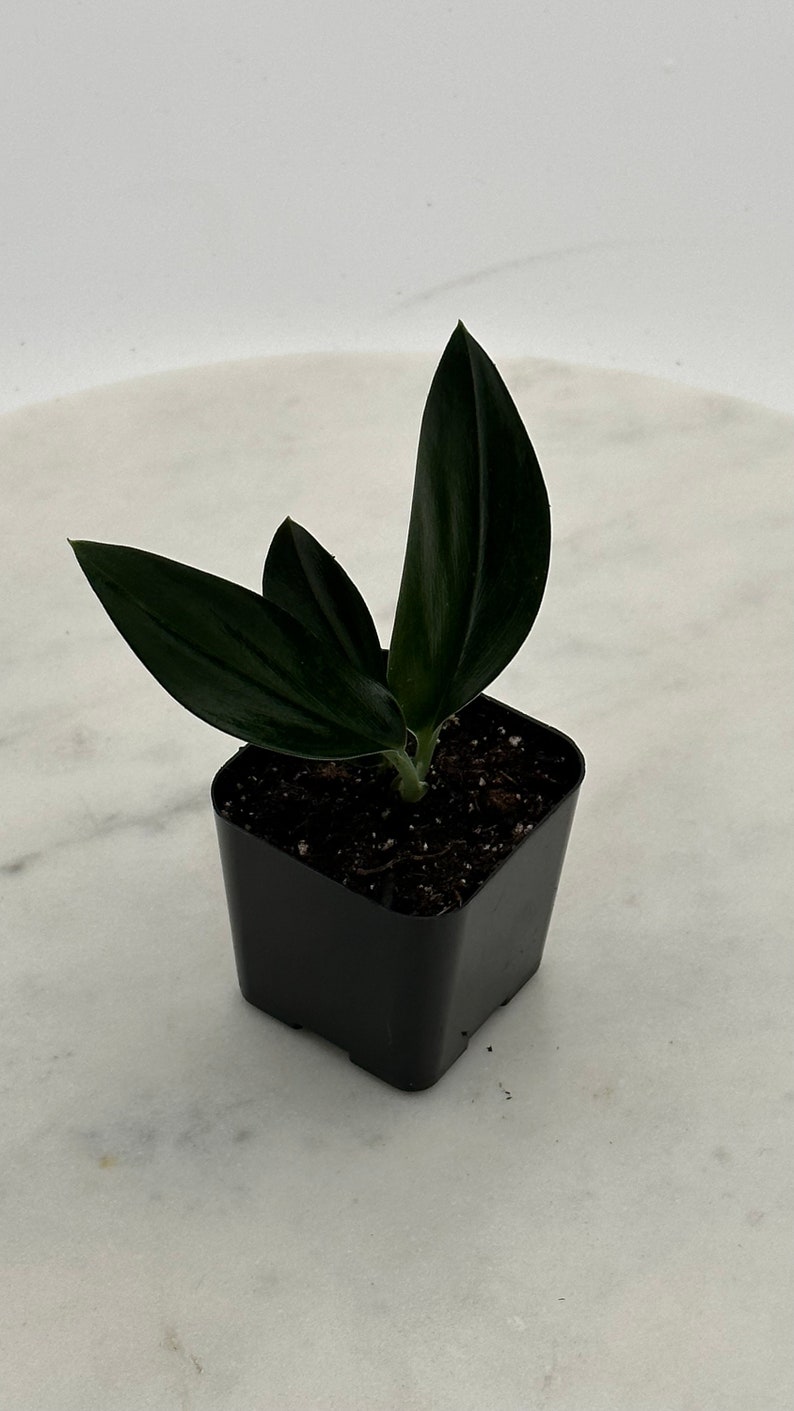 May include: A small, dark green ZZ plant in a square black plastic pot. The plant has several long, glossy leaves. The pot is filled with dark soil. The plant is set against a white background.