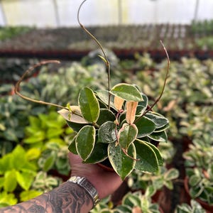 Hoya Krimson Queen (Tricolor) - 6" de MyPlants
