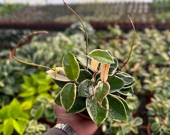 Hoya Krimson Queen (Tricolor) - 6" from MyPlants