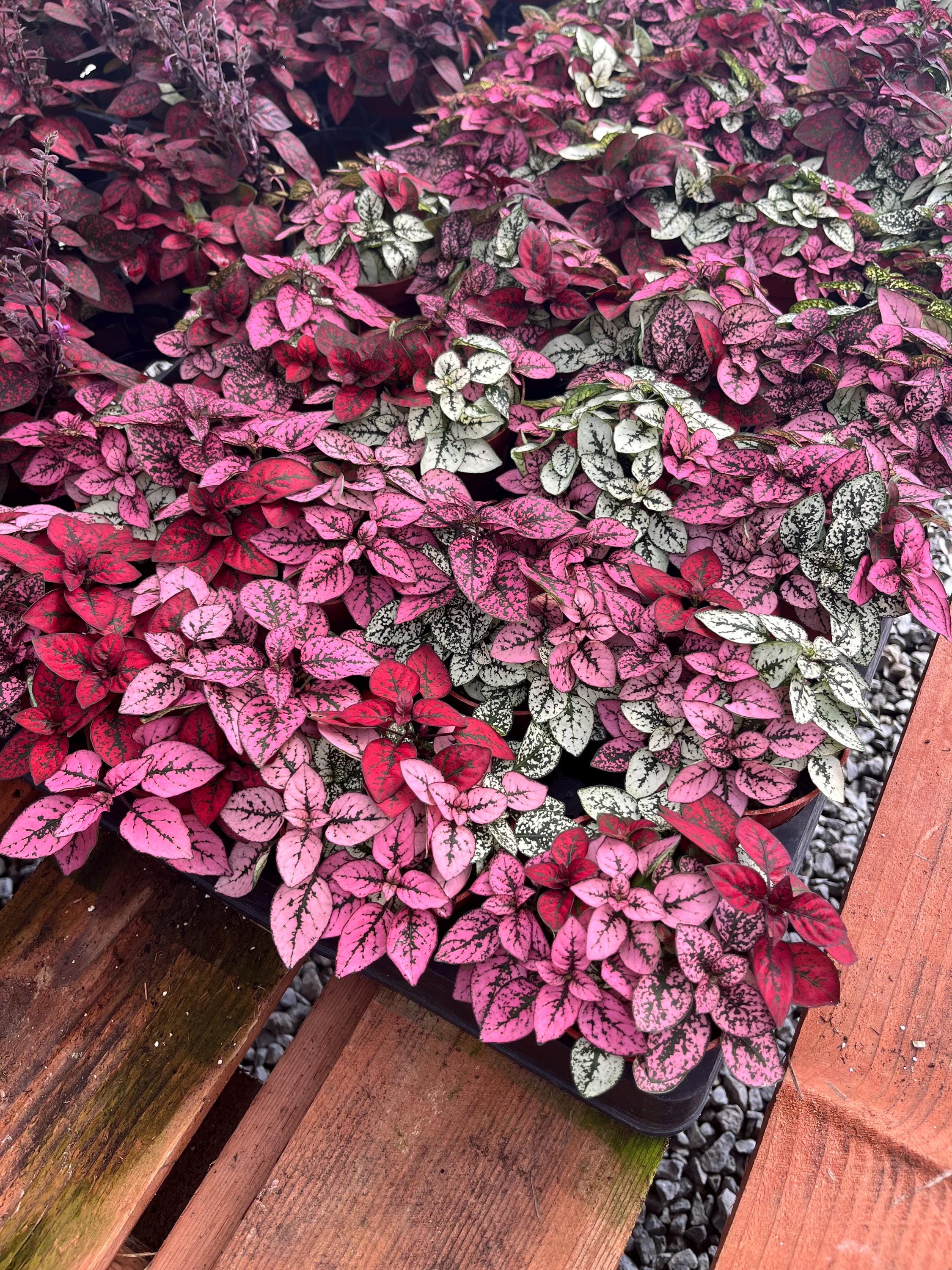 Tricolor Polka Dot Plant - Hypoestes Tricolor - 4" from MyPlants