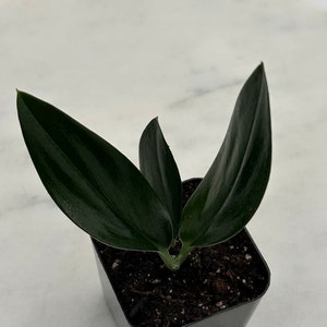 May include: A small, dark green plant with long, pointed leaves in a square black pot. The plant has three visible leaves, with a glossy texture. The pot is filled with dark soil, and the background is a white surface.