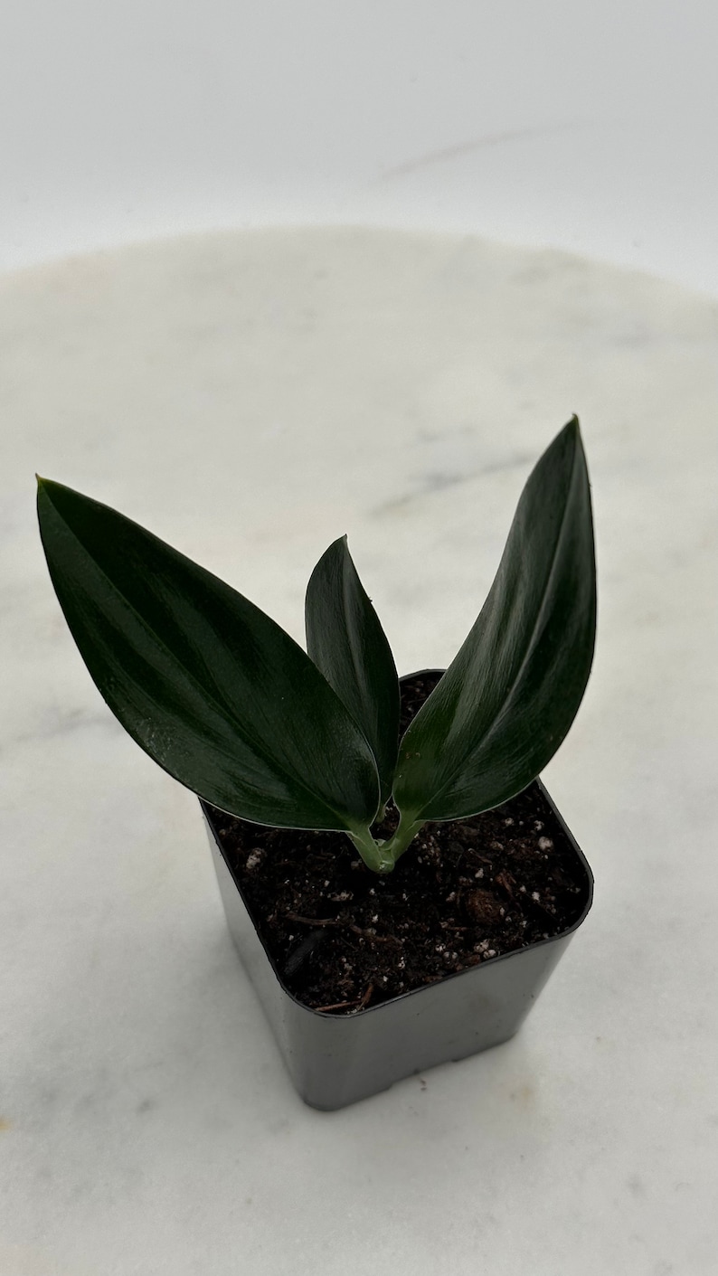 May include: A small, dark green plant with long, pointed leaves in a square black pot. The plant has three visible leaves, with a glossy texture. The pot is filled with dark soil, and the background is a white surface.