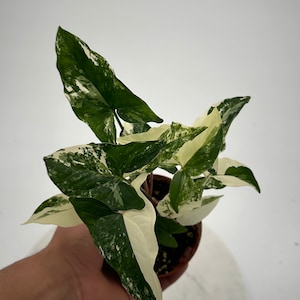Albo Syngonium Variegated - 4&quot; from MyPlants
