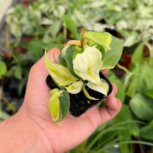 philodendron white wave ableger Philodendron Birkin