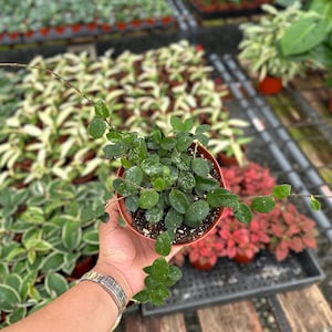 Hoya Mathilde Splash - 6&quot; from MyPlants