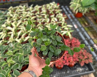 Hoya Lima Splash / Rooted - Etsy