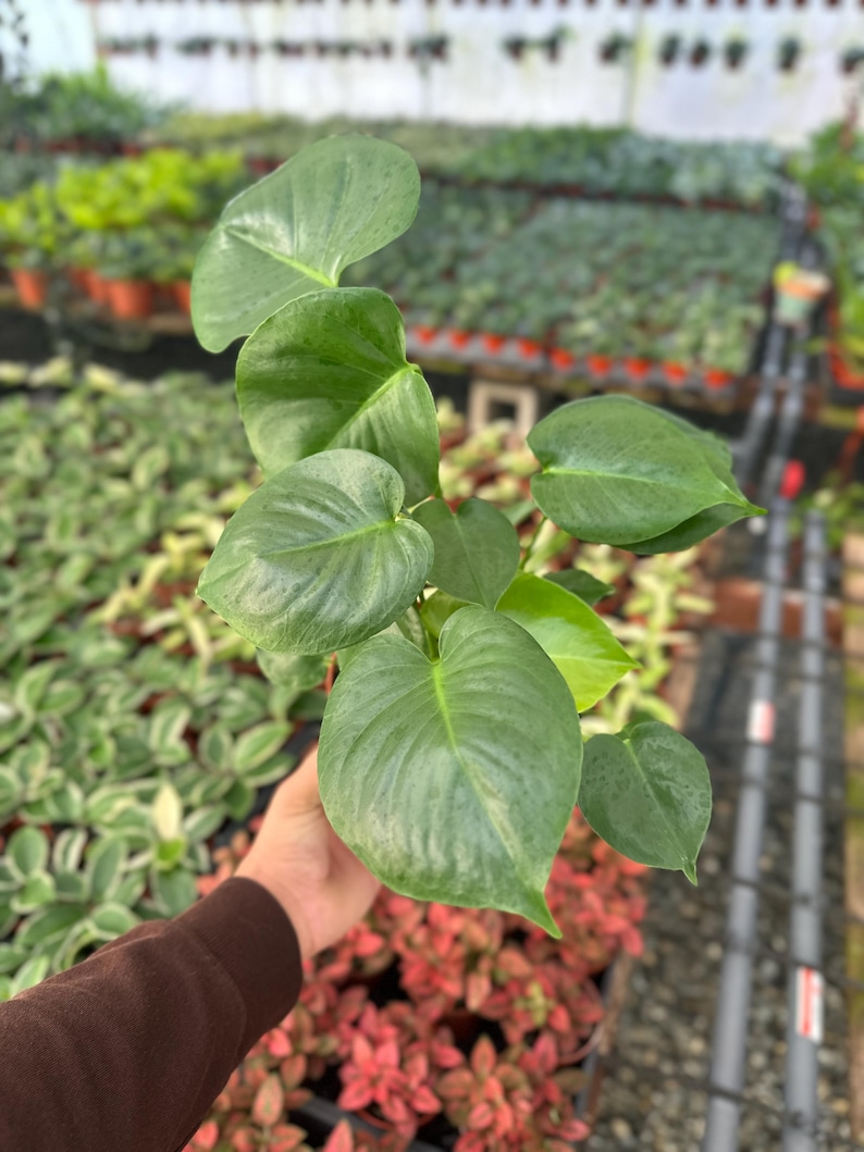 MyPlants LLC Monstera Split Leaf - Thumbnail 2