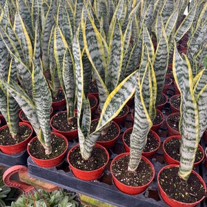 Snake Plant (Green Sansevieria Laurentii) - 4” from MyPlants