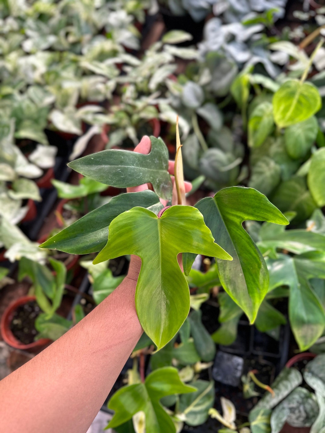 trầu bà én xanh (Philodendron Florida green) - Philodendron