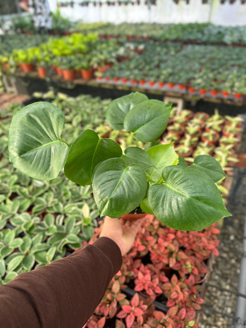 MyPlants LLC Monstera Split Leaf - Thumbnail 4