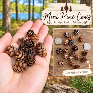 以下が含まれることがあります： 小さな茶色の松ぼっくりのコレクション。画像には「Mini Pine Cones Handpicked in Maine」というテキストが含まれています。別のセクションでは、サイズ参照として2枚の銀貨の横に松ぼっくりが配置されており、「Size reference shown」というテキストが表示されています。