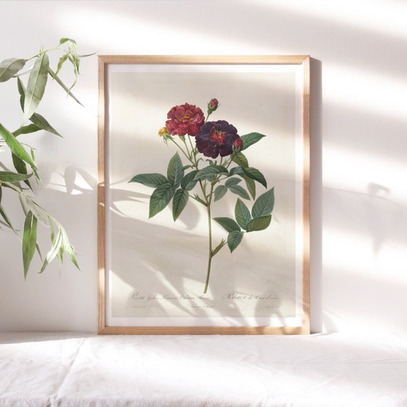 Pierre Joseph Redouté, the Roses, 1817 Wall Décor, Botanical