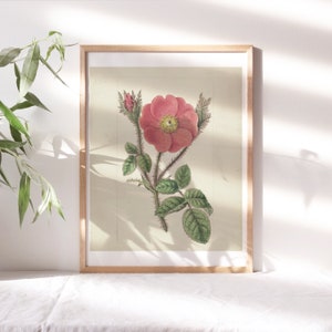 Sydenham Edwards, Rosa Muscosa, 1787 Wall Décor, Pink Botanical Floral Artwork Premium Canvas Paper, Fine Art Painting Reproduction Flr-104