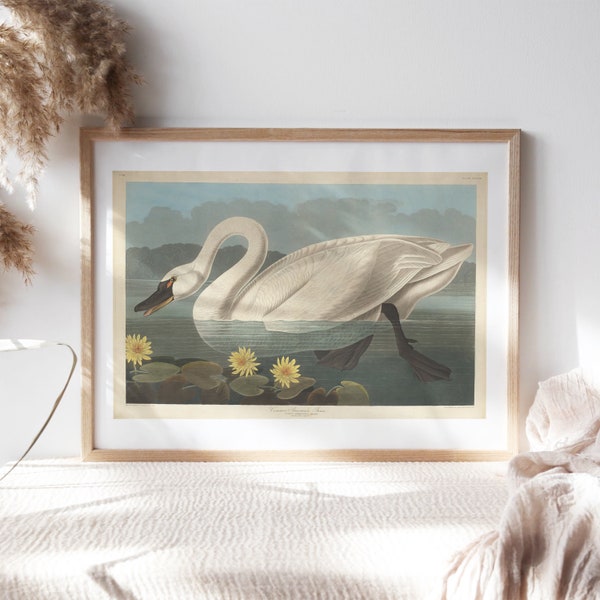 John James Audubon, Common American Swan, 1838, Wall Décor Premium Canvas Paper, Swimming Swan Portrait Art Painting Reproduction Pet-242